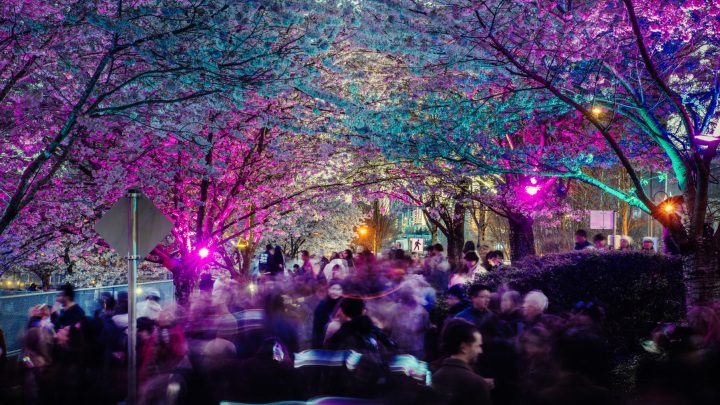 A diverse crowd strolls beneath glowing cherry blossoms at night, immersed in a vibrant and lively atmosphere.