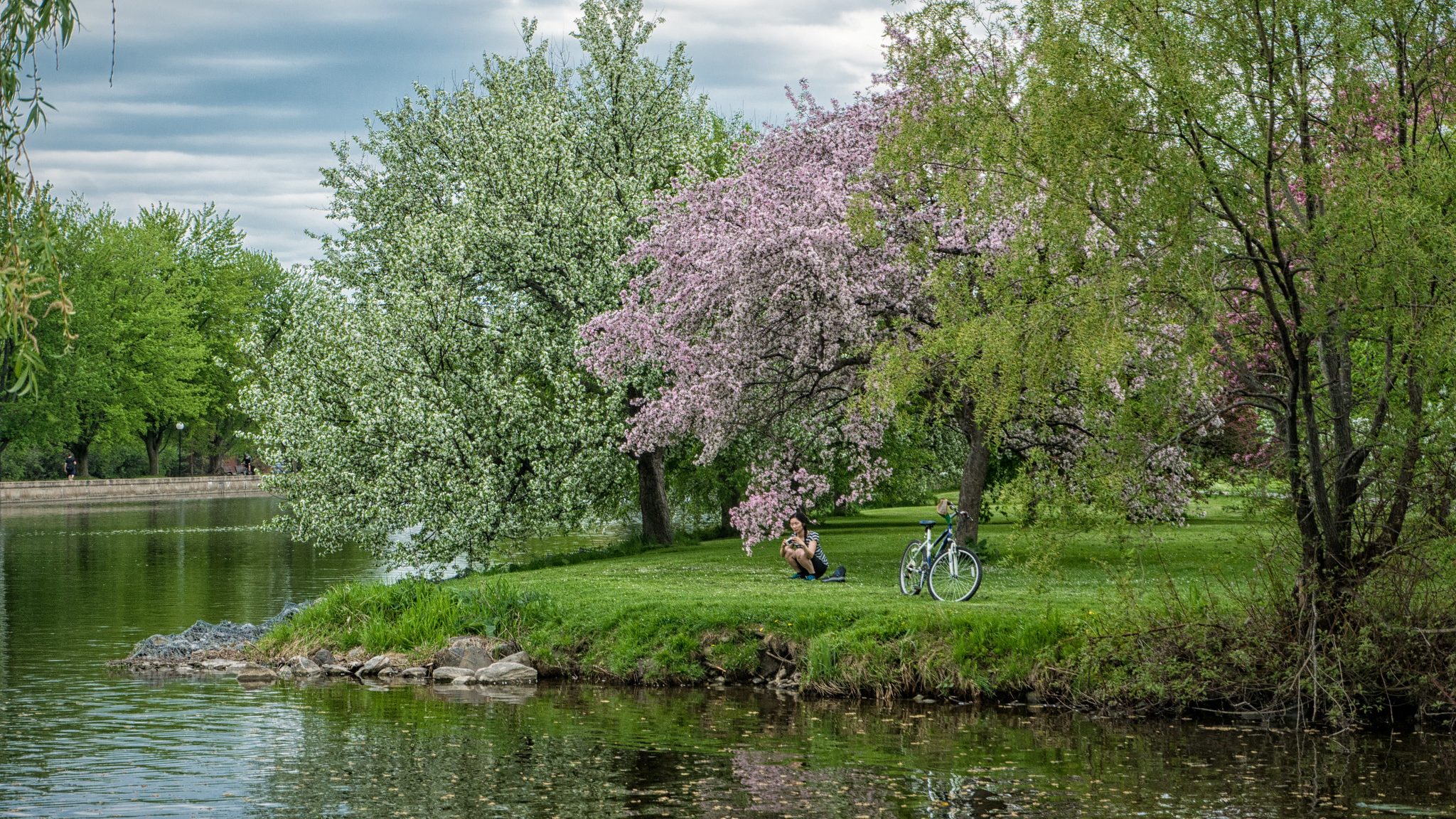 A serene lakeside scene featuring a person relaxing under blooming trees, with a bicycle parked nearby. Reflections shimmer in the water.