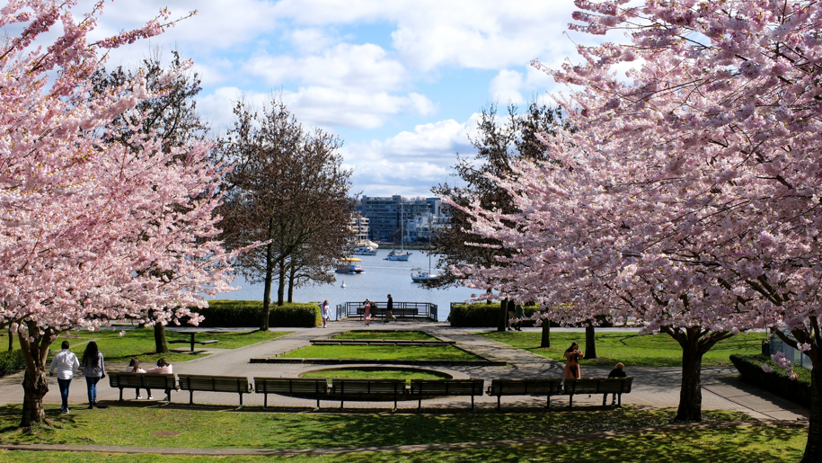A vibrant park scene with blooming cherry blossoms, green lawns, and people enjoying the view of a waterfront on a sunny day.