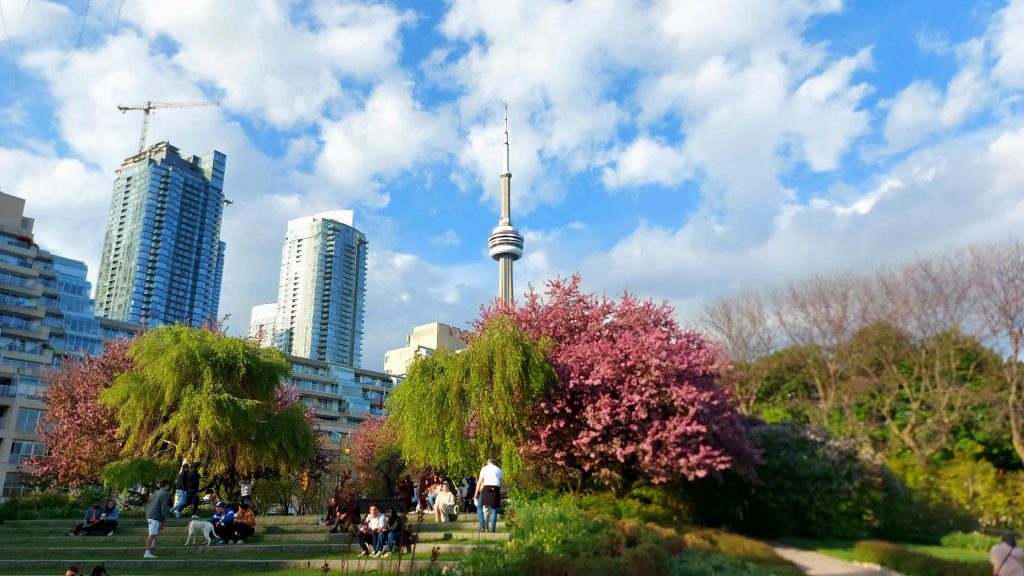 Vibrant spring scene featuring blooming pink trees and the CN Tower against a blue sky, with people enjoying the park below.