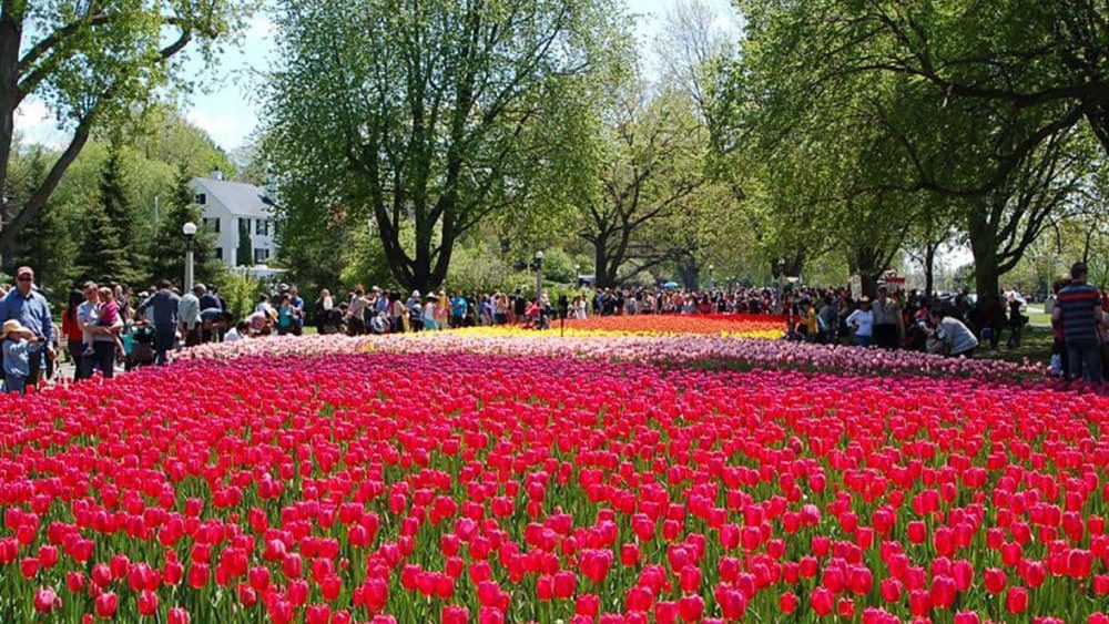 Tulip Festival Fireworks