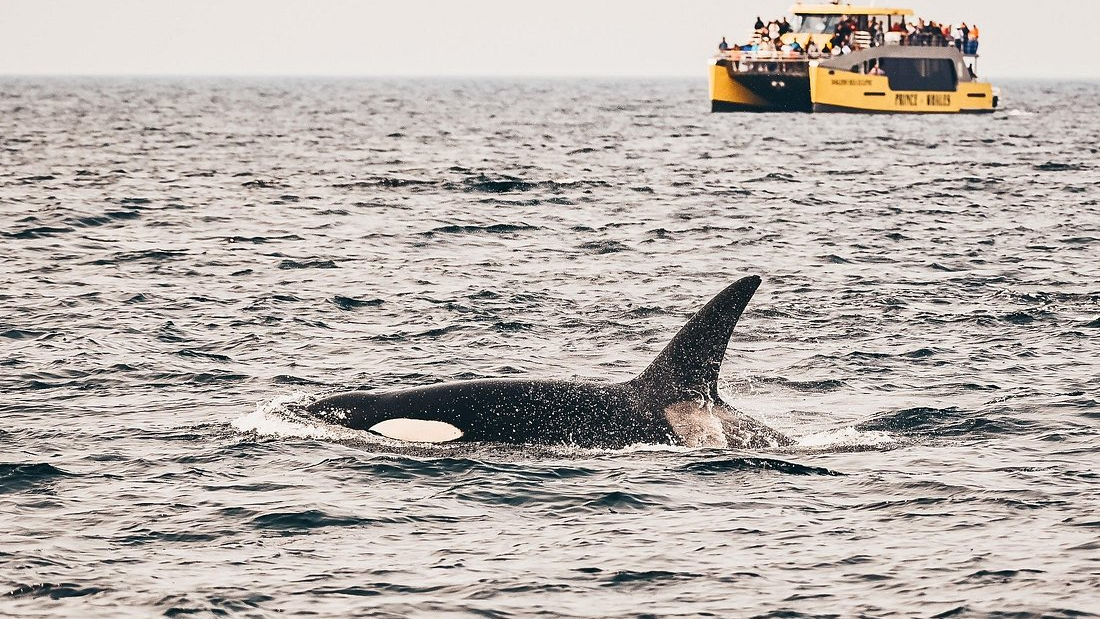 Whale Watching Adventure at Granville