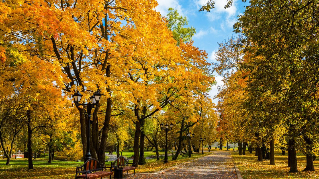 Our Top Picks for Things to do this Fall in your City